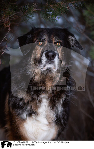 Schferhund-Hovawart / Shepherd-Hovawart / CB-01668