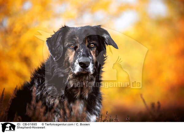 Schferhund-Hovawart / Shepherd-Hovawart / CB-01695