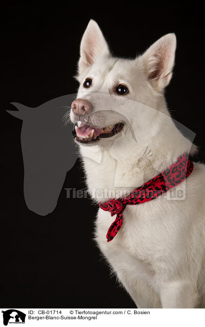 Weier-Schweizer-Schferhund-Mischling / Berger-Blanc-Suisse-Mongrel / CB-01714