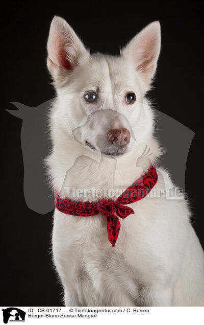 Weier-Schweizer-Schferhund-Mischling / Berger-Blanc-Suisse-Mongrel / CB-01717