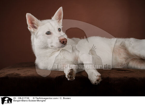 Weier-Schweizer-Schferhund-Mischling / Berger-Blanc-Suisse-Mongrel / CB-01739