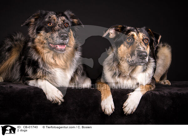 2 Hunde / 2 dogs / CB-01740