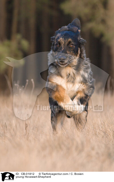 junger Hovawart-Schferhund / young Hovawart-Shepherd / CB-01812