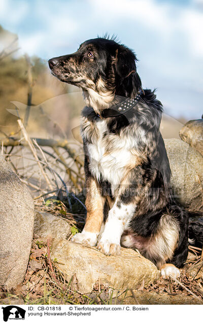 junger Hovawart-Schferhund / young Hovawart-Shepherd / CB-01818