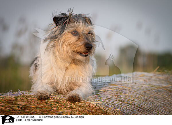 erwachsener Terrier-Mischling / adult Terrier-Mongrel / CB-01855