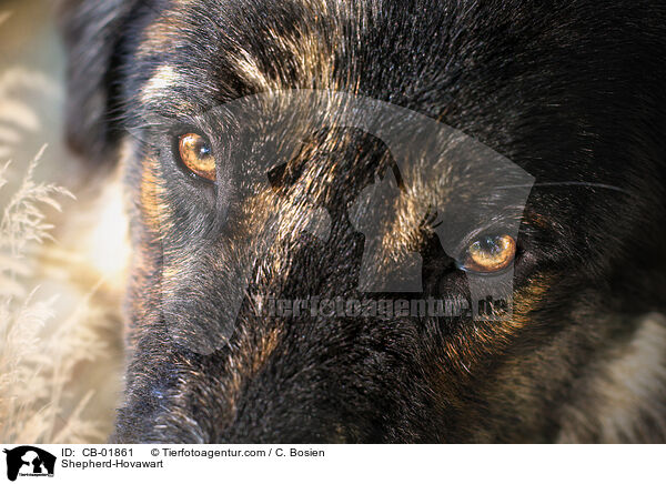 Schferhund-Hovawart / Shepherd-Hovawart / CB-01861