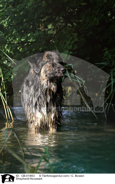 Schferhund-Hovawart / Shepherd-Hovawart / CB-01863