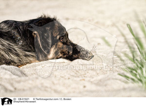 Schferhund-Hovawart / Shepherd-Hovawart / CB-01921