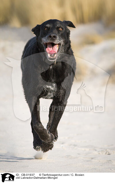 alter Labrador-Dalmatiner-Mischling / old Labrador-Dalmatian-Mongel / CB-01937