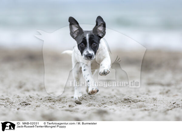 Jack-Russell-Terrier-Mischling Welpe / Jack-Russell-Terrier-Mongrel Puppy / MAB-02031