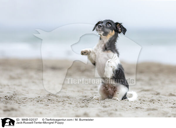 Jack-Russell-Terrier-Mischling Welpe / Jack-Russell-Terrier-Mongrel Puppy / MAB-02037
