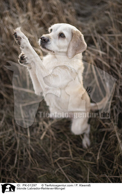 gelber Labrador-Retriever-Mischling / blonde Labrador-Retriever-Mongel / PK-01297