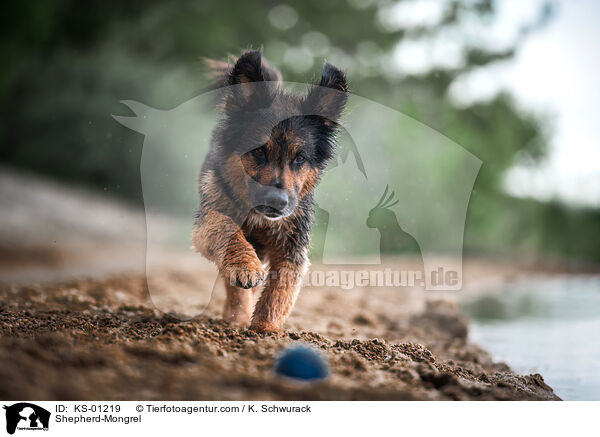 Schferhund-Mischling / Shepherd-Mongrel / KS-01219
