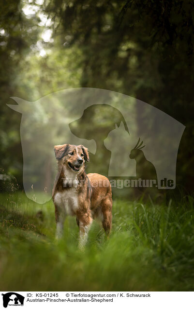 sterreichischer-Pinscher-Australian-Shepherd / Austrian-Pinscher-Australian-Shepherd / KS-01245