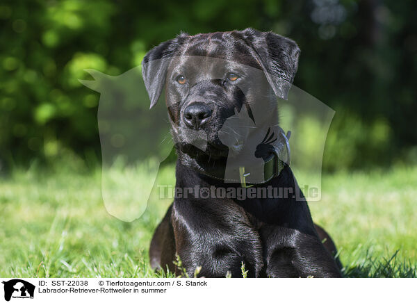 Labrador-Retriever-Rottweiler im Sommer / Labrador-Retriever-Rottweiler in summer / SST-22038