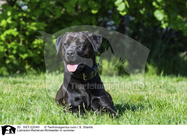 Labrador-Retriever-Rottweiler im Sommer / Labrador-Retriever-Rottweiler in summer / SST-22040
