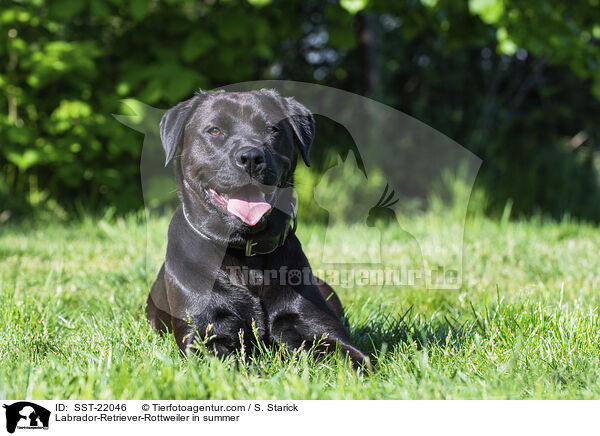 Labrador-Retriever-Rottweiler im Sommer / Labrador-Retriever-Rottweiler in summer / SST-22046
