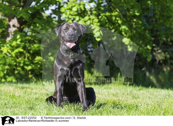 Labrador-Retriever-Rottweiler im Sommer / Labrador-Retriever-Rottweiler in summer / SST-22052