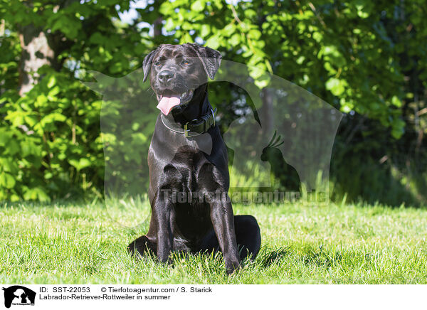 Labrador-Retriever-Rottweiler im Sommer / Labrador-Retriever-Rottweiler in summer / SST-22053