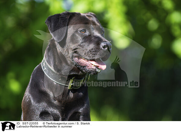 Labrador-Retriever-Rottweiler im Sommer / Labrador-Retriever-Rottweiler in summer / SST-22055