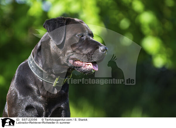 Labrador-Retriever-Rottweiler im Sommer / Labrador-Retriever-Rottweiler in summer / SST-22056