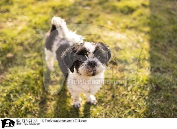 Shih-Tzu-Malteser / Shih-Tzu-Maltese / TBA-02144