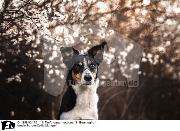 Border-Collie-Mischling Hndin / female Border-Collie-Mongrel / SIB-02175