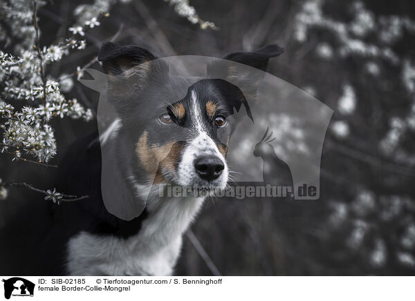 Border-Collie-Mischling Hndin / female Border-Collie-Mongrel / SIB-02185