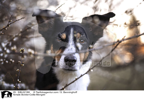 Border-Collie-Mischling Hndin / female Border-Collie-Mongrel / SIB-02188