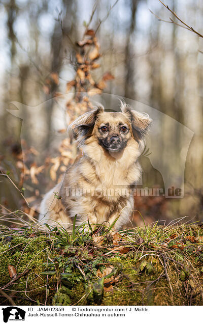 Jack-Russell-Terrier-Chihuahua im Herbst / Jack-Russell-Terrier-Chihuahua in autumn / JAM-02359