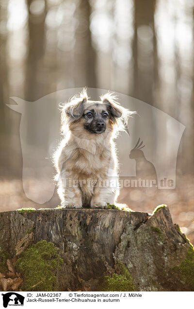 Jack-Russell-Terrier-Chihuahua im Herbst / Jack-Russell-Terrier-Chihuahua in autumn / JAM-02367