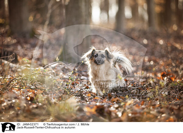 Jack-Russell-Terrier-Chihuahua im Herbst / Jack-Russell-Terrier-Chihuahua in autumn / JAM-02371