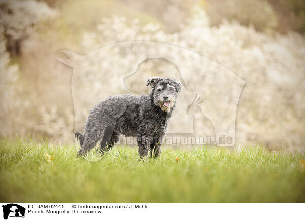 Pudel-Mischling auf der Wiese / Poodle-Mongrel in the meadow / JAM-02445
