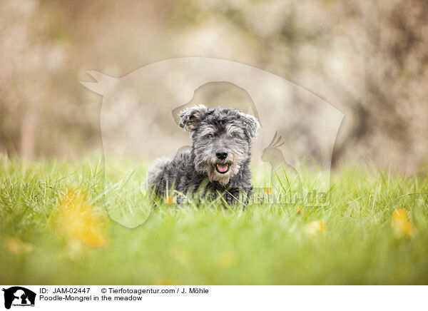 Pudel-Mischling auf der Wiese / Poodle-Mongrel in the meadow / JAM-02447