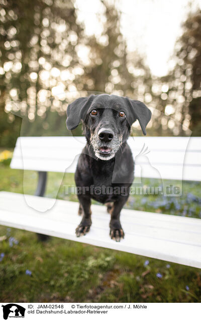 alter Dackel-Labrador-Retriever / old Dachshund-Labrador-Retriever / JAM-02548