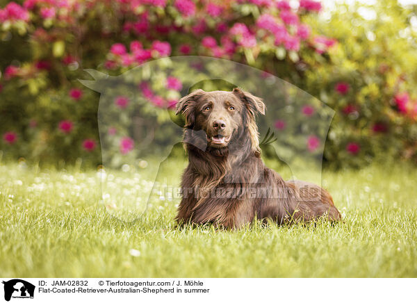 Flat-Coated-Retriever-Australian-Shepherd im Sommer / Flat-Coated-Retriever-Australian-Shepherd in summer / JAM-02832