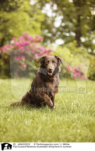 Flat-Coated-Retriever-Australian-Shepherd im Sommer / Flat-Coated-Retriever-Australian-Shepherd in summer / JAM-02833