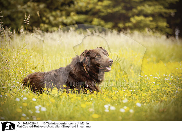 Flat-Coated-Retriever-Australian-Shepherd im Sommer / Flat-Coated-Retriever-Australian-Shepherd in summer / JAM-02841