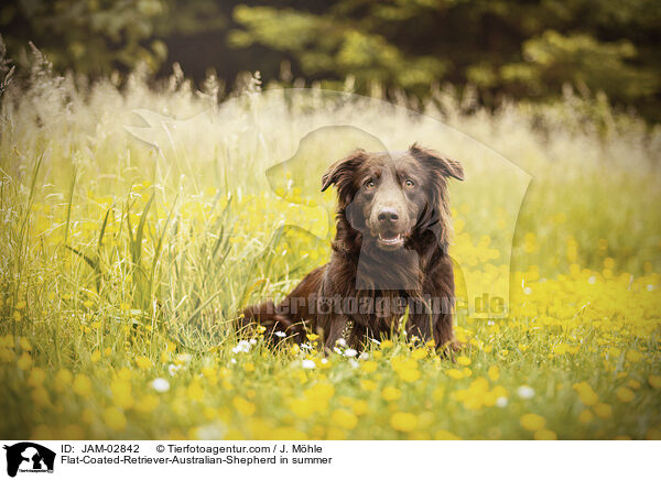 Flat-Coated-Retriever-Australian-Shepherd im Sommer / Flat-Coated-Retriever-Australian-Shepherd in summer / JAM-02842