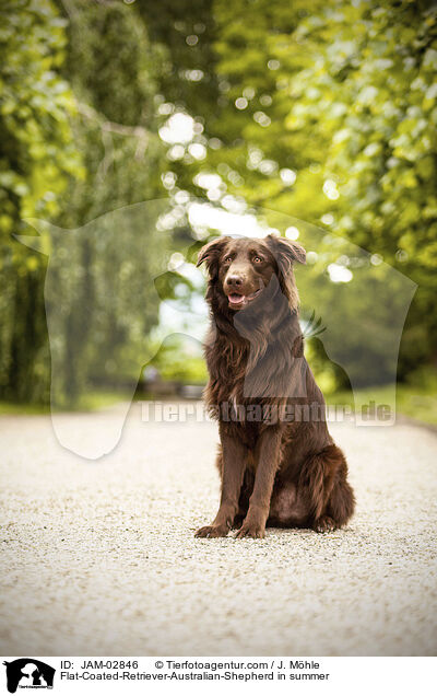 Flat-Coated-Retriever-Australian-Shepherd im Sommer / Flat-Coated-Retriever-Australian-Shepherd in summer / JAM-02846