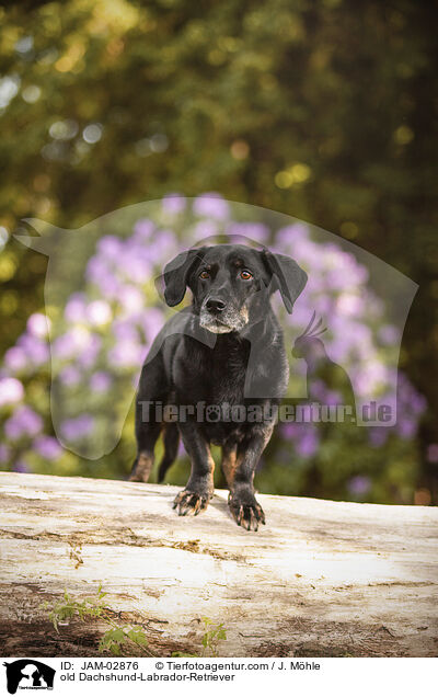 alter Dackel-Labrador-Retriever / old Dachshund-Labrador-Retriever / JAM-02876