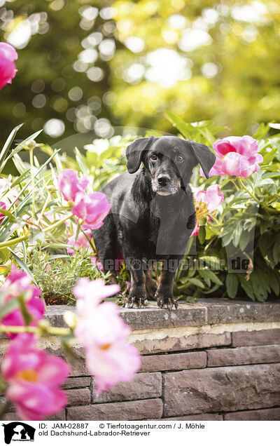 alter Dackel-Labrador-Retriever / old Dachshund-Labrador-Retriever / JAM-02887