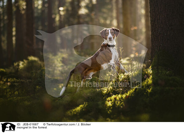 Mischling im Wald / mongrel in the forrest / JEB-01687