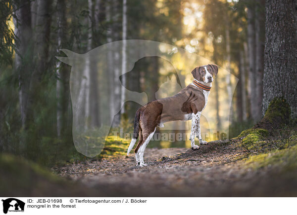 Mischling im Wald / mongrel in the forrest / JEB-01698