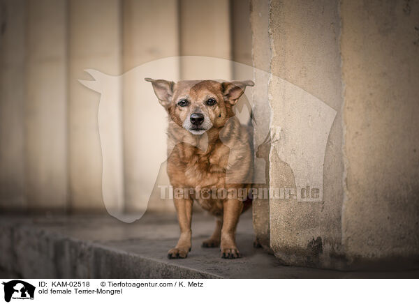 alte Terrier-Mischling Hndin / old female Terrier-Mongrel / KAM-02518