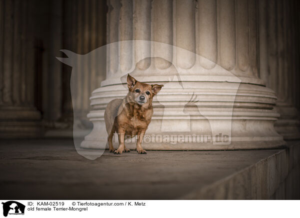 alte Terrier-Mischling Hndin / old female Terrier-Mongrel / KAM-02519