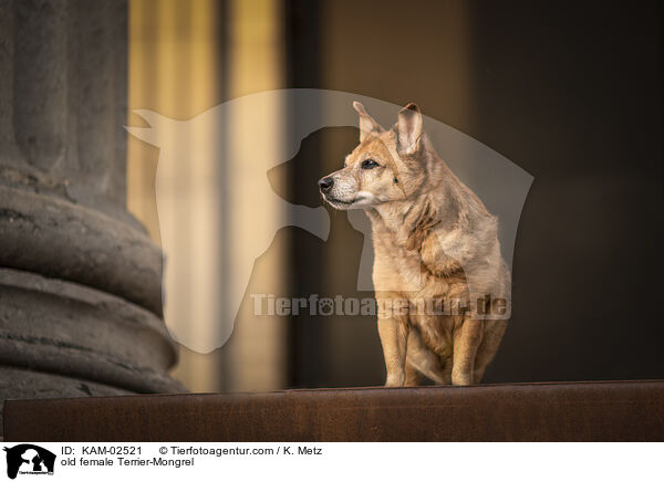 alte Terrier-Mischling Hndin / old female Terrier-Mongrel / KAM-02521
