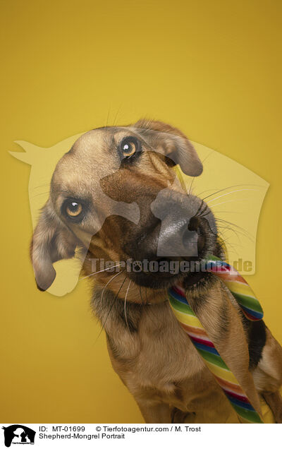 Schferhund-Mischling Portrait / Shepherd-Mongrel Portrait / MT-01699