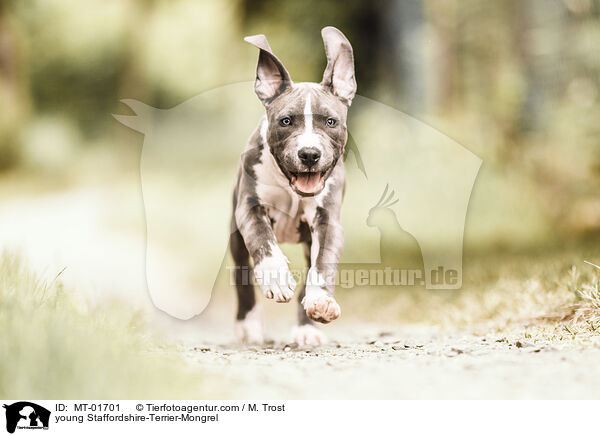 junger Staffordshire-Terrier-Mischling / young Staffordshire-Terrier-Mongrel / MT-01701