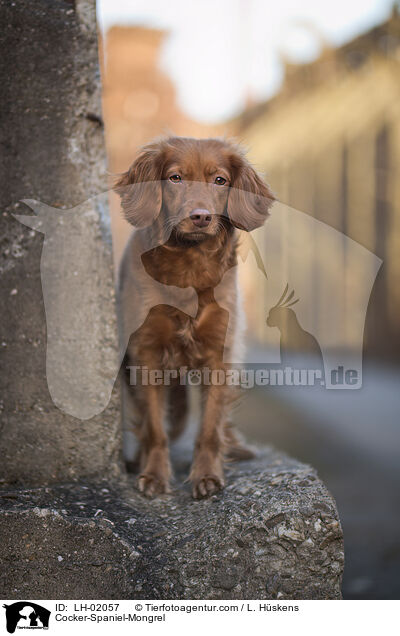 Cocker-Spaniel-Mischling / Cocker-Spaniel-Mongrel / LH-02057